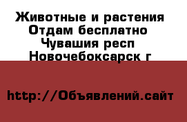 Животные и растения Отдам бесплатно. Чувашия респ.,Новочебоксарск г.